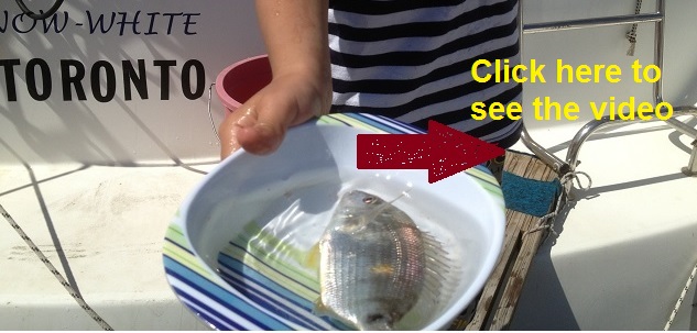 Catching fish click here